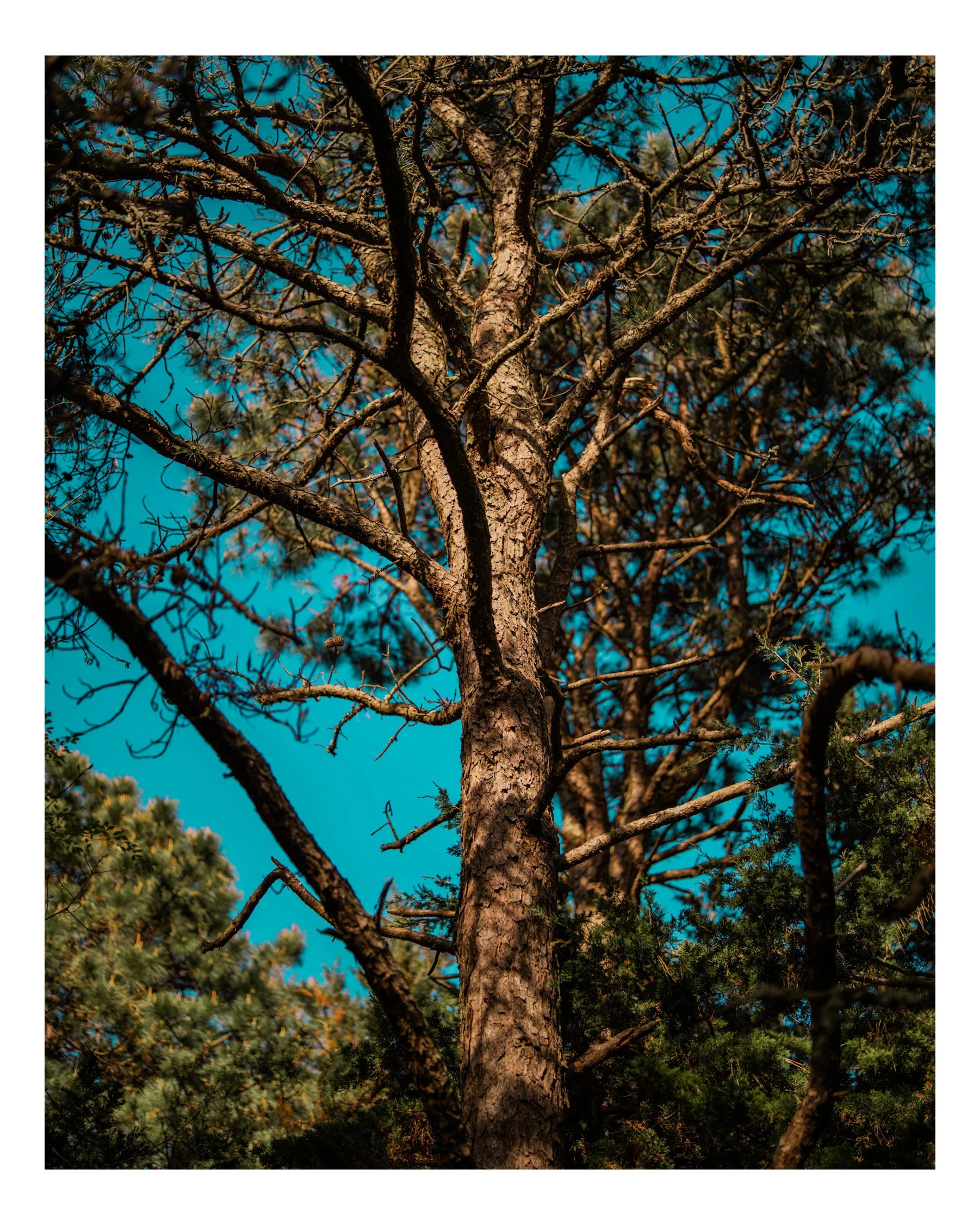 Tall tree with rough bark and numerous branches extending outward, some with pine needles, set against a bright blue sky with a few clouds.