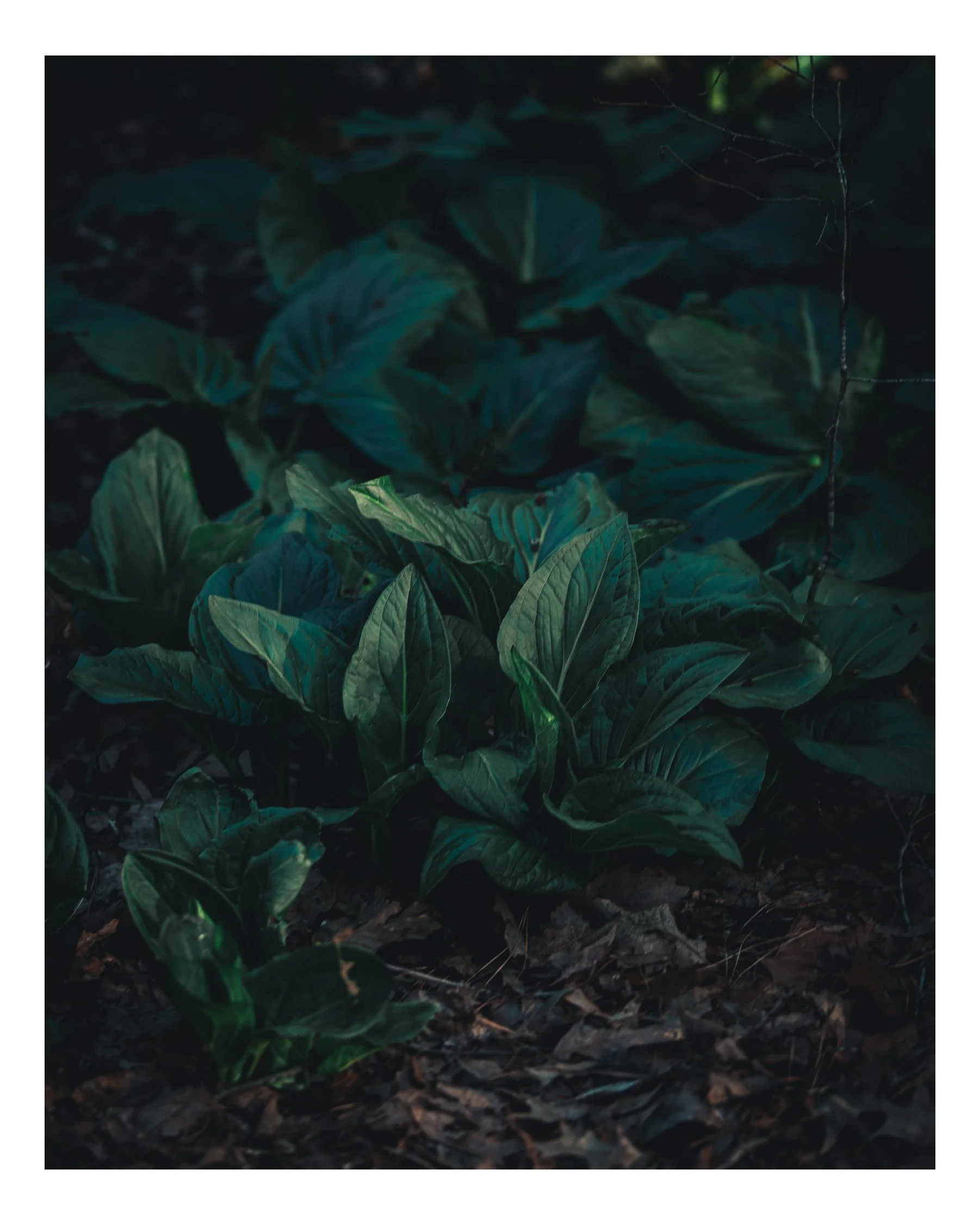 Dark green leafy plants in a garden bed, with some soil and mulch visible at the bottom.