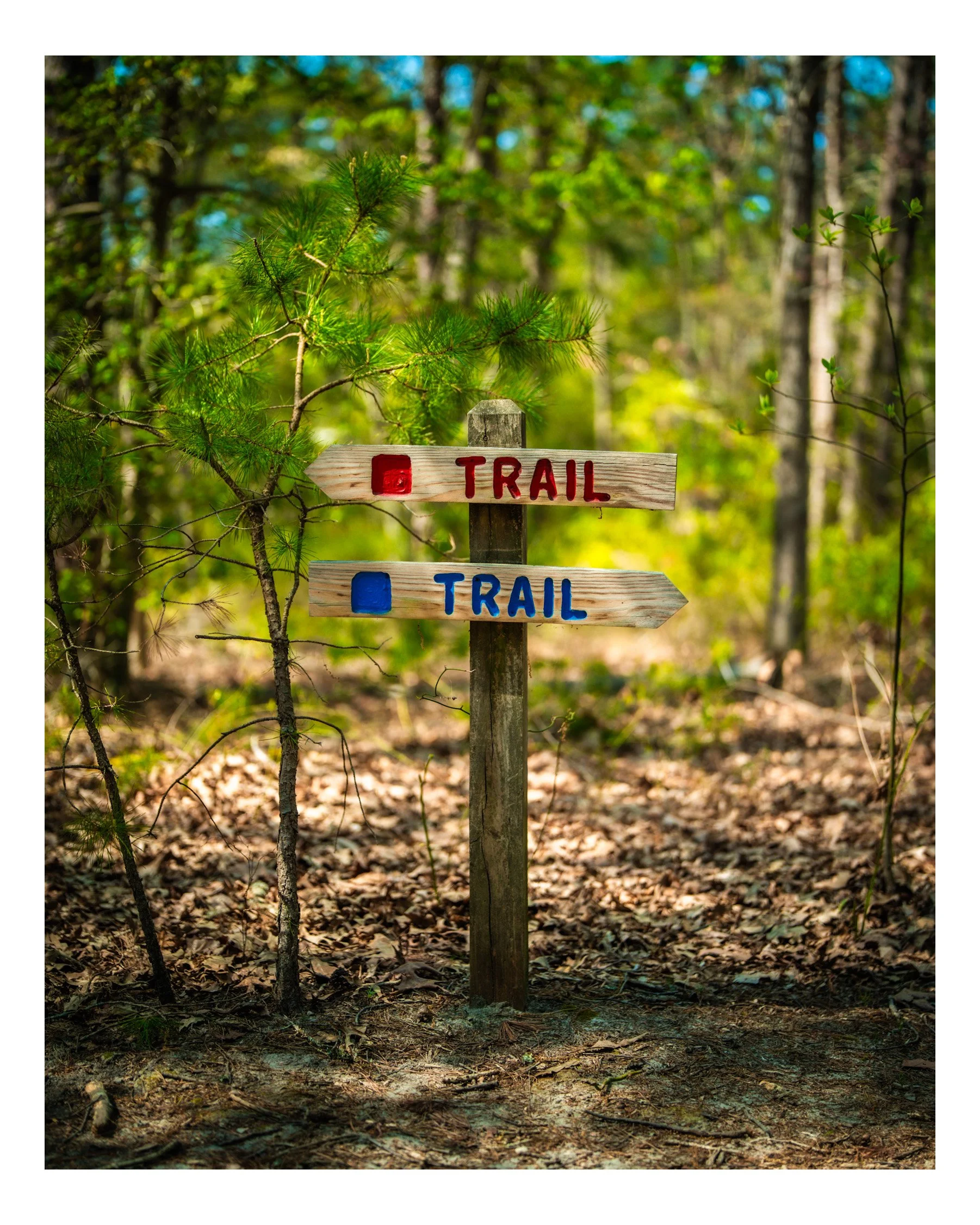 Wooden trail signs with red and blue lettering pointing in opposite directions in a forest.