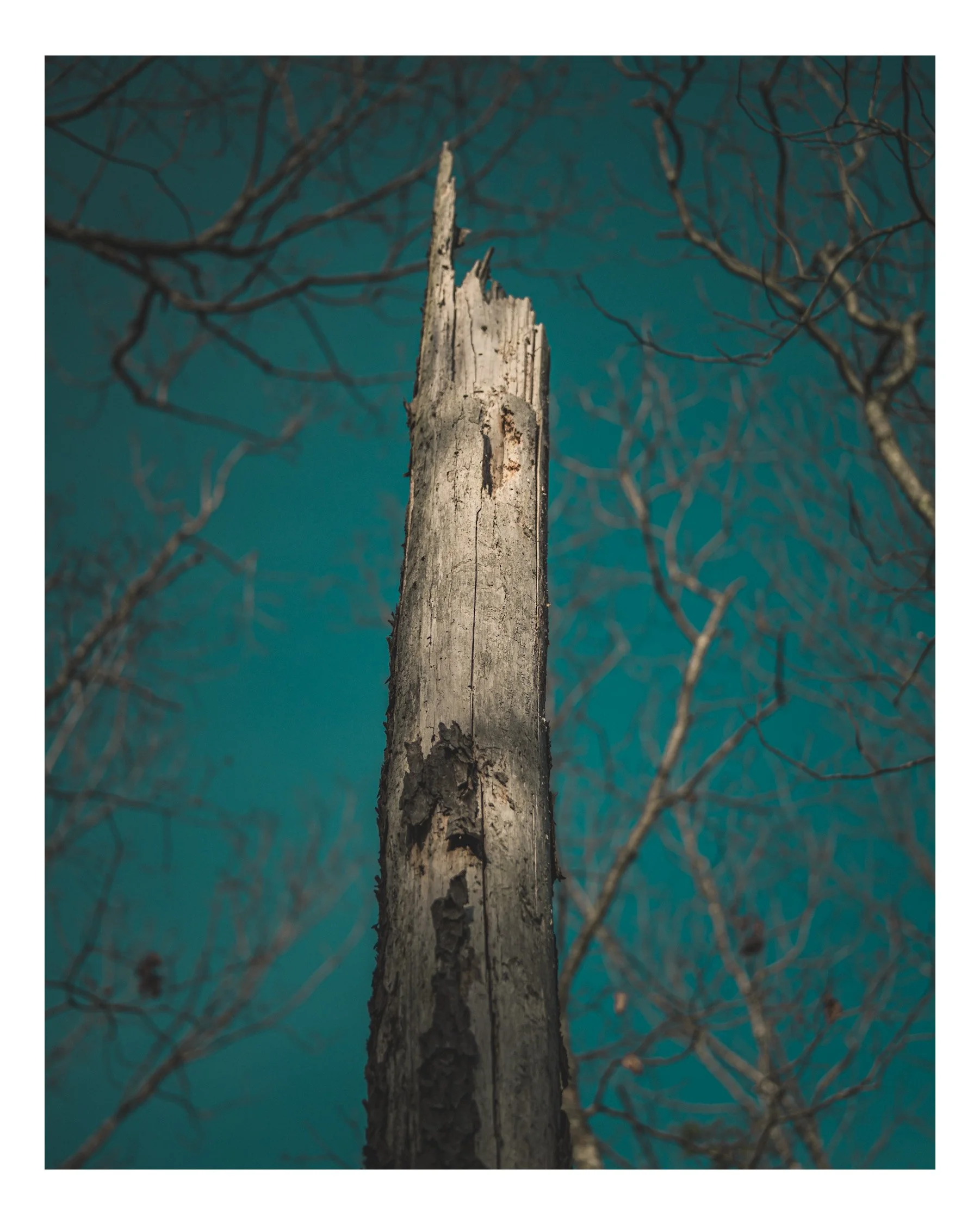 Close-up of a broken, weathered tree trunk against a dark, out-of-focus background of tree branches and a teal sky.