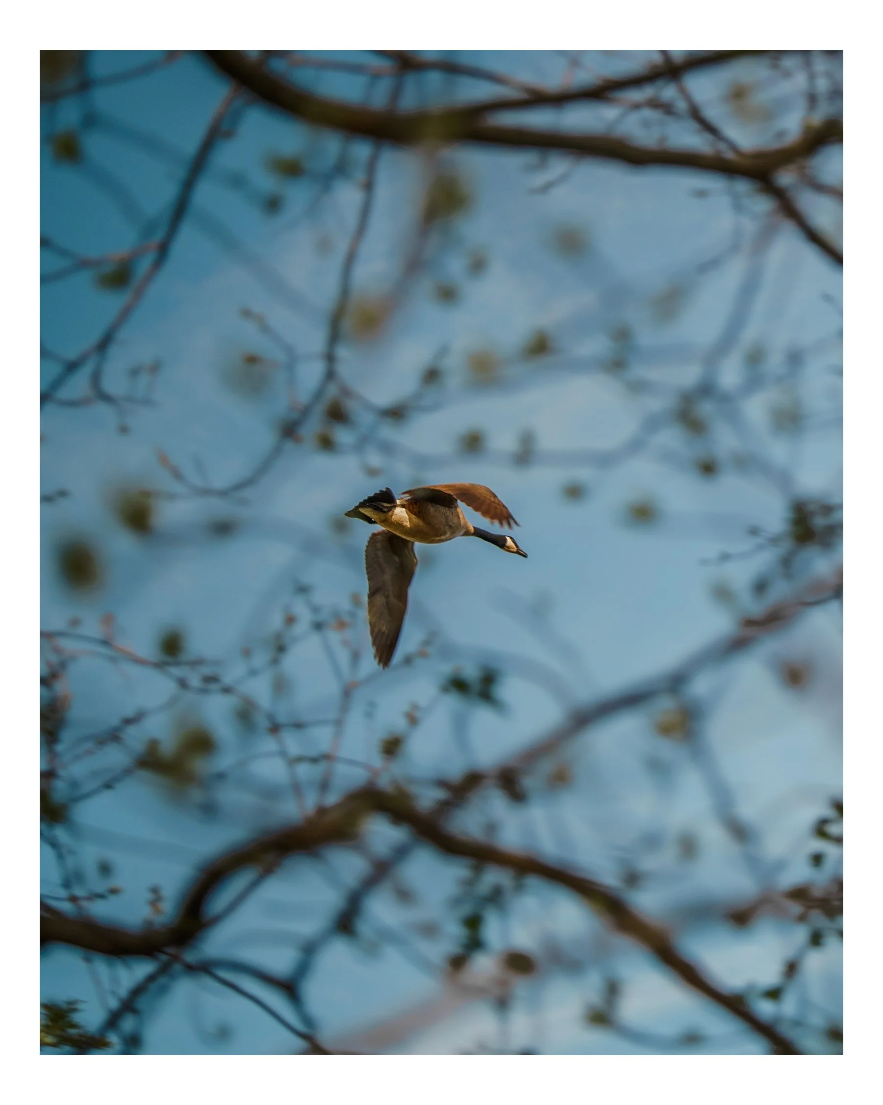 A bird flying through a background of blurred tree branches and blue sky.