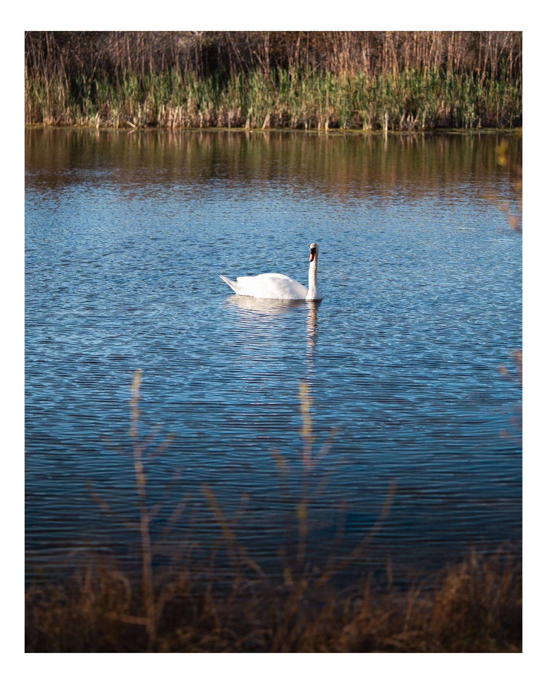 A white swan swimming on a blue lake with a background of tall brown and green reeds.