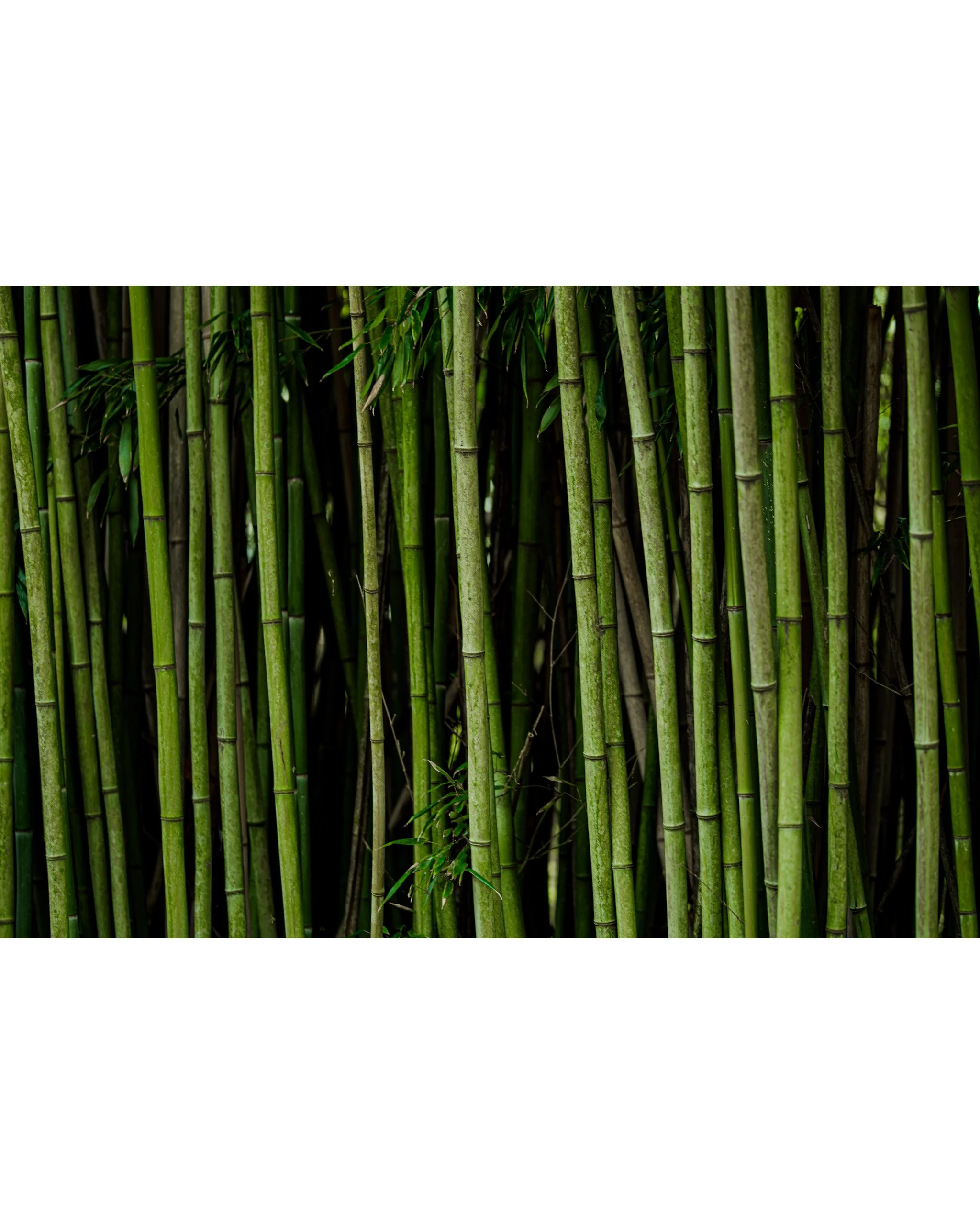 Close-up of a dense bamboo forest with tall, green bamboo stalks and some leaves.