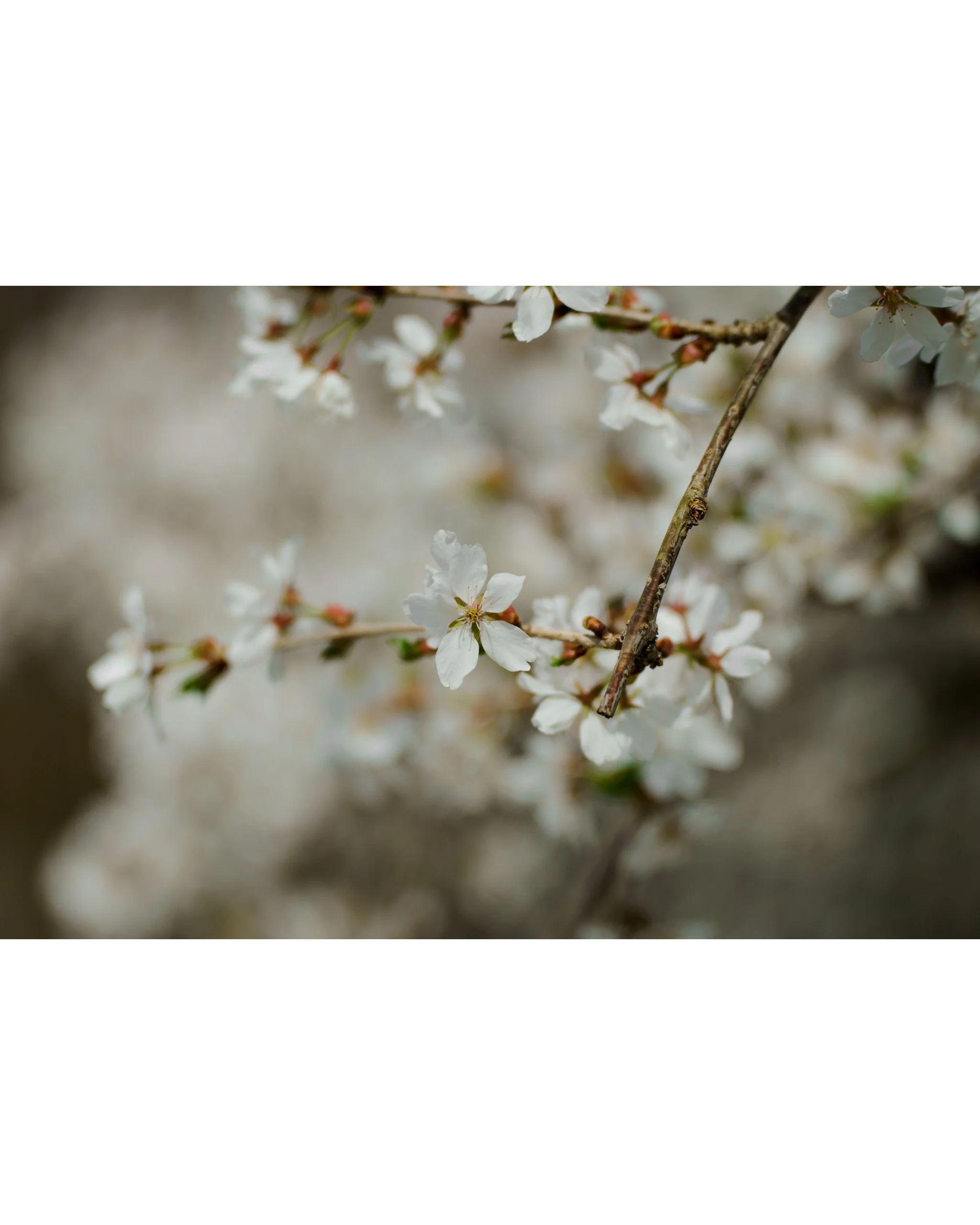 Close-up of white cherry blossoms on a branch with a blurred background.