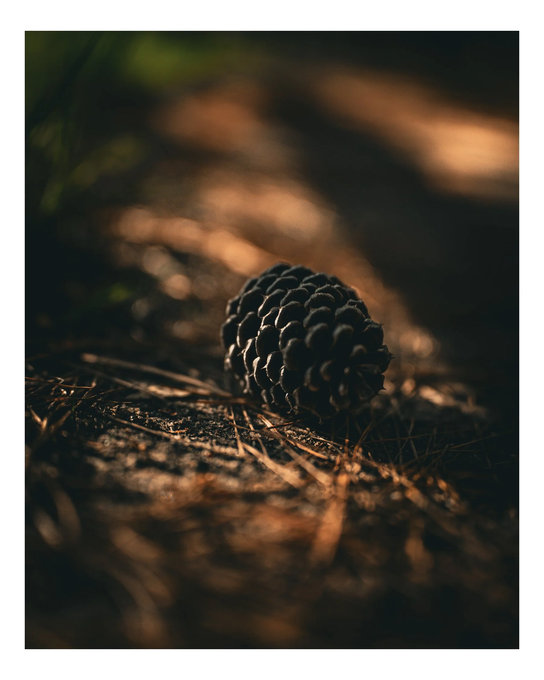 A brown pine cone lying on the ground amid pine needles and twigs, with blurred background and warm lighting.