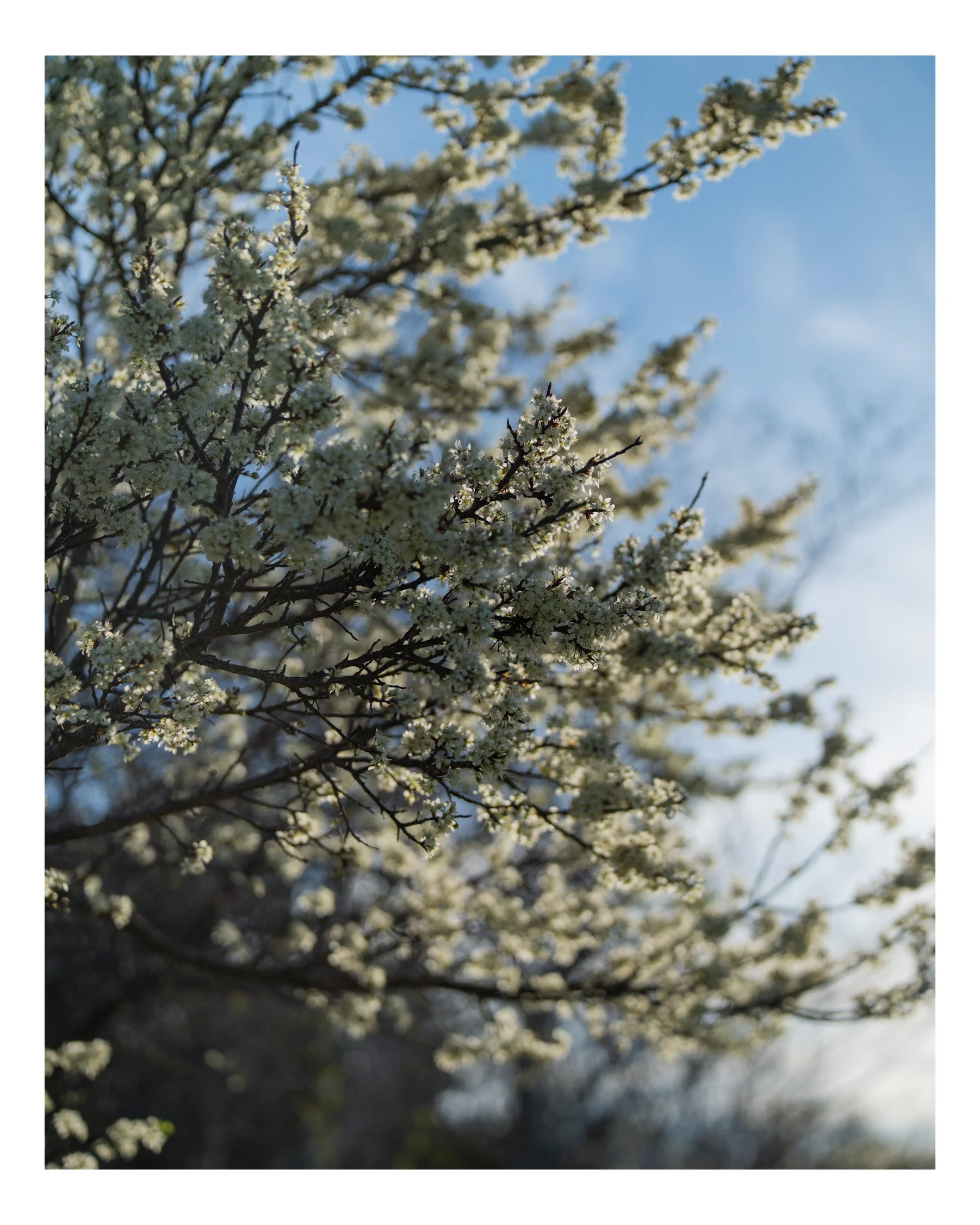 Close-up of blossoming white flowers on tree branches against a blue sky, with some sunlight filtering through the petals.
