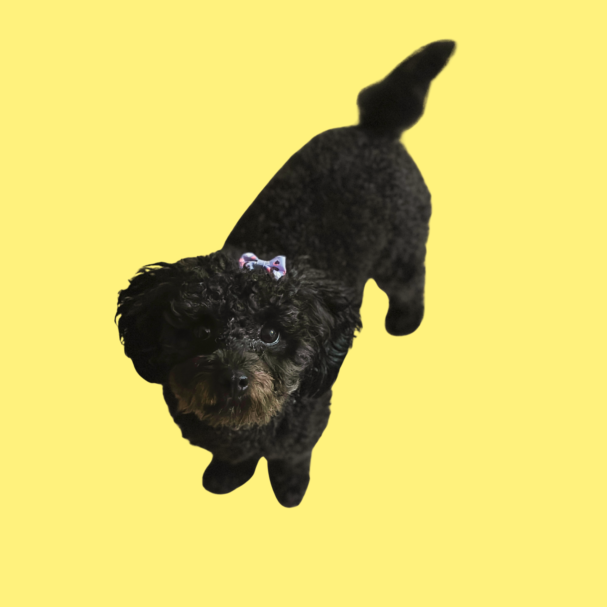 A black puppy with a curly coat and a pink bow on its head, looking up against a yellow background.