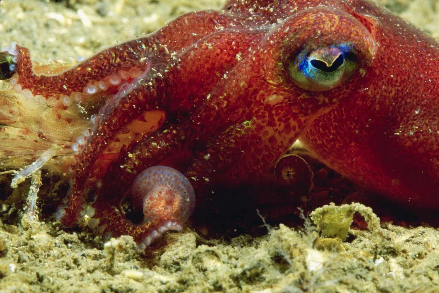 Close-up of a red octopus camouflaged on the ocean floor with its tentacles curled around small sea creatures, and its eye prominently visible.