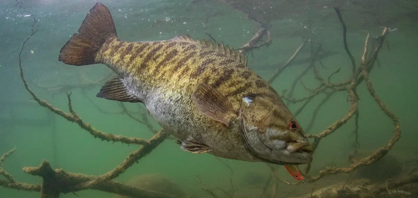 Freshwater fish with a yellow and brown striped body swimming among submerged branches in a greenish water environment.