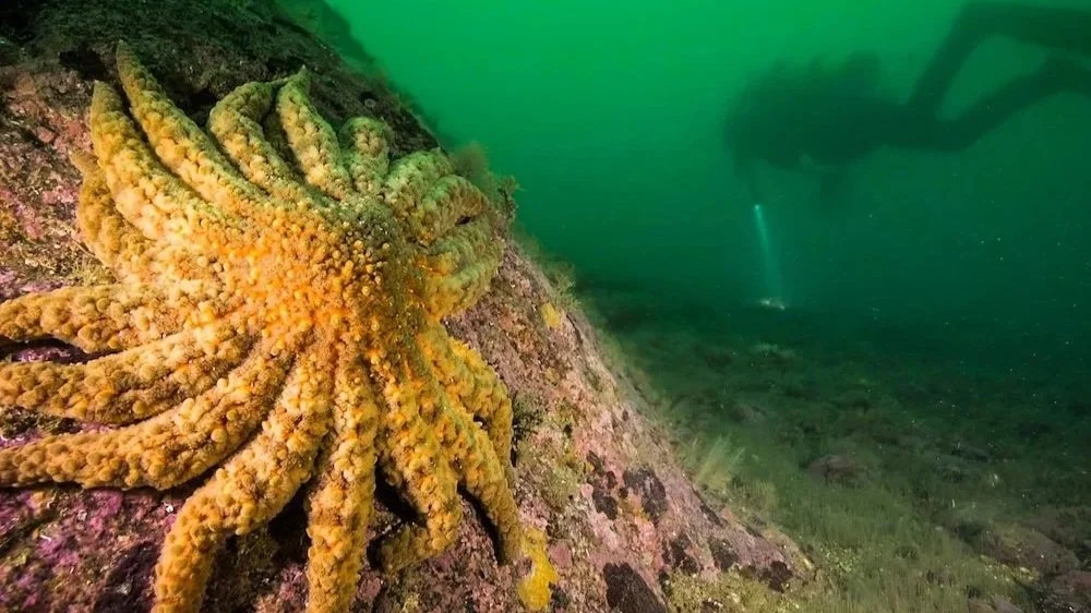 A yellow sea star on a rocky underwater surface with green water in the background.