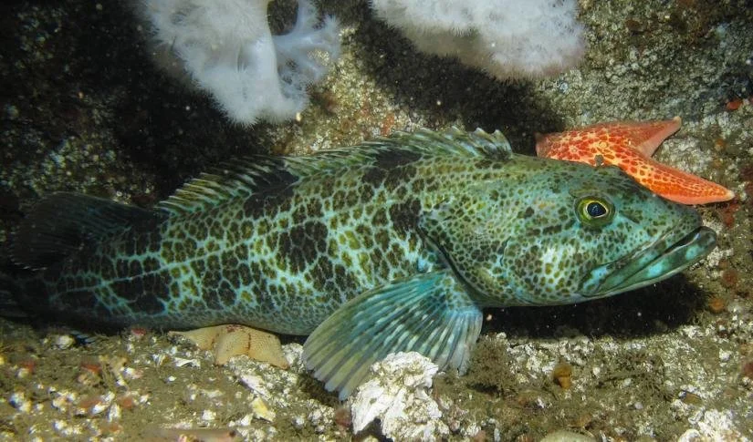 Underwater scene featuring a large, spotted fish resting on the ocean floor near coral and rocks, with a small orange fish nearby.