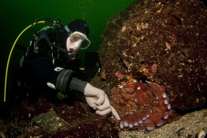 A scuba diver underwater observing a large octopus on the ocean floor.