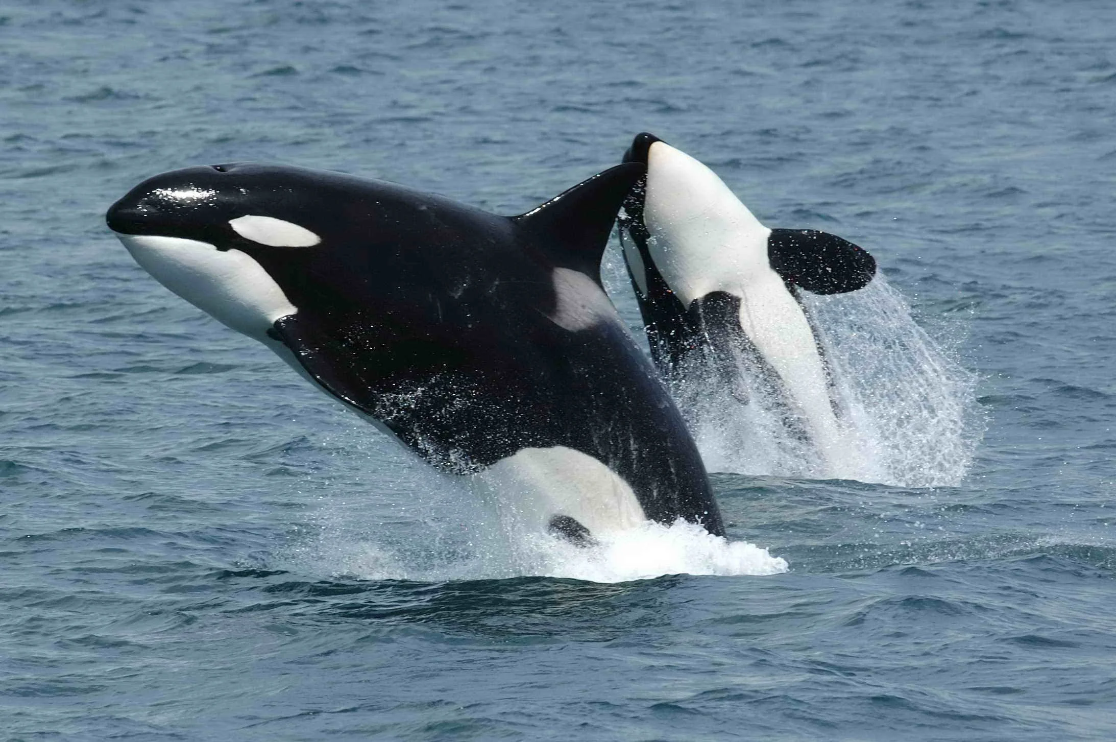 Two orcas jumping out of the water in the ocean.