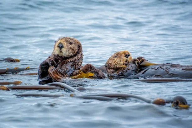 Two sea otters floating on water holding and grooming each other.
