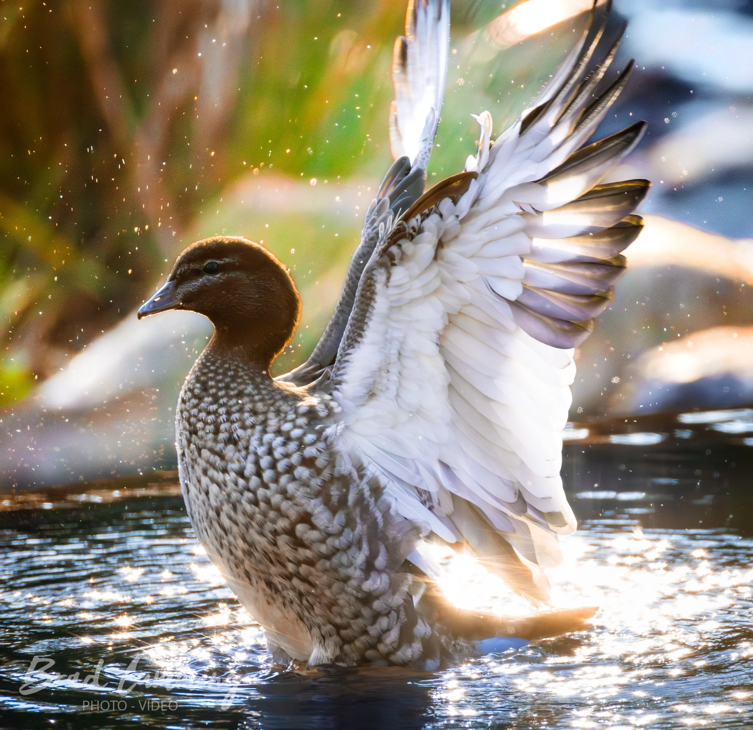 Wildlife Photography
