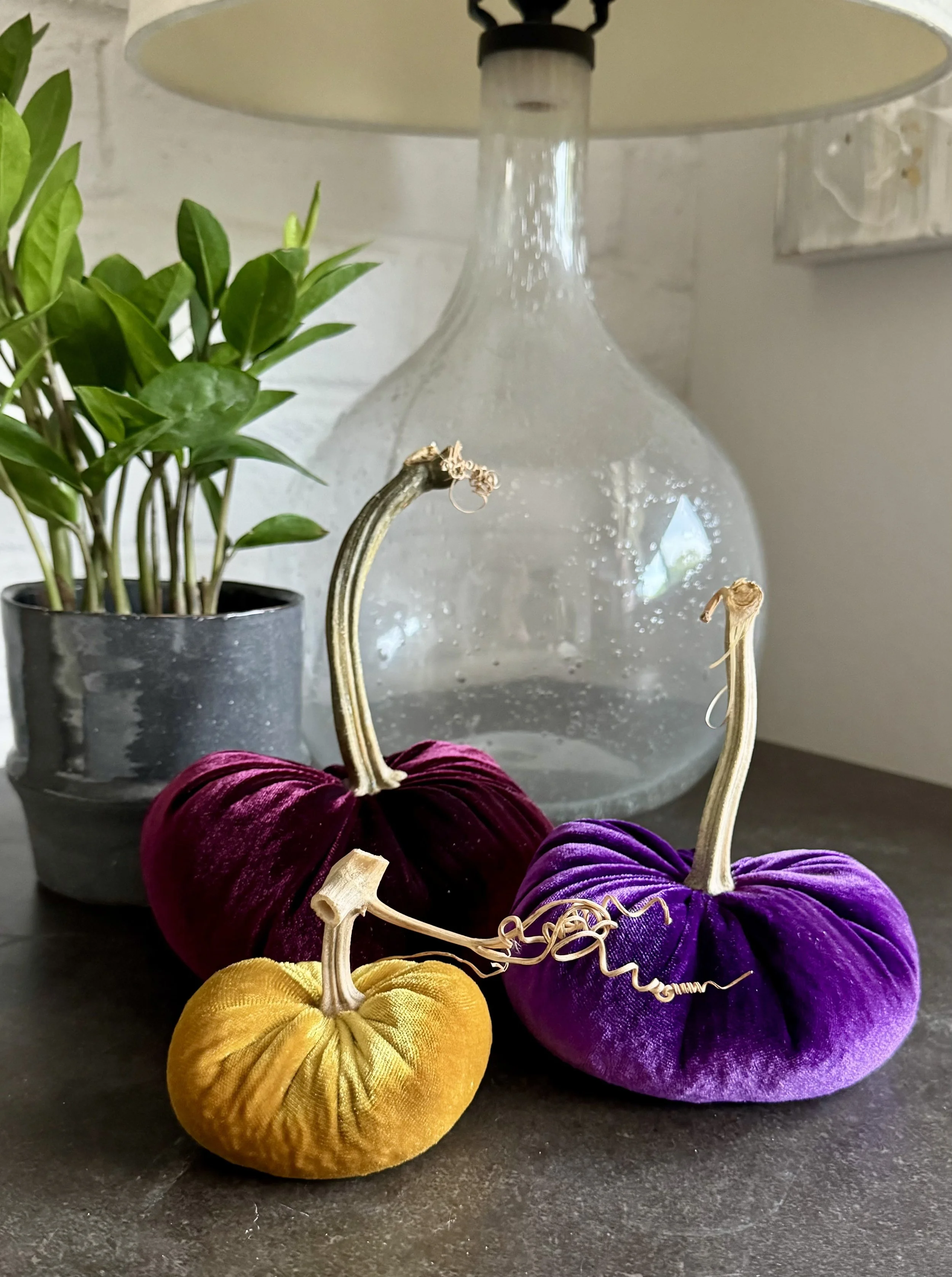 Colorful velvet pumpkins in yellow, purple, and burgundy, with curly stems, placed on a dark surface with a potted plant and glass vase in the background.