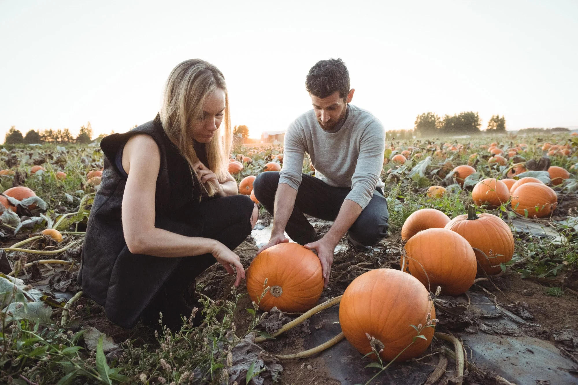 A man and woman harvesting pumpkins in a pumpkin patch at sunset.
