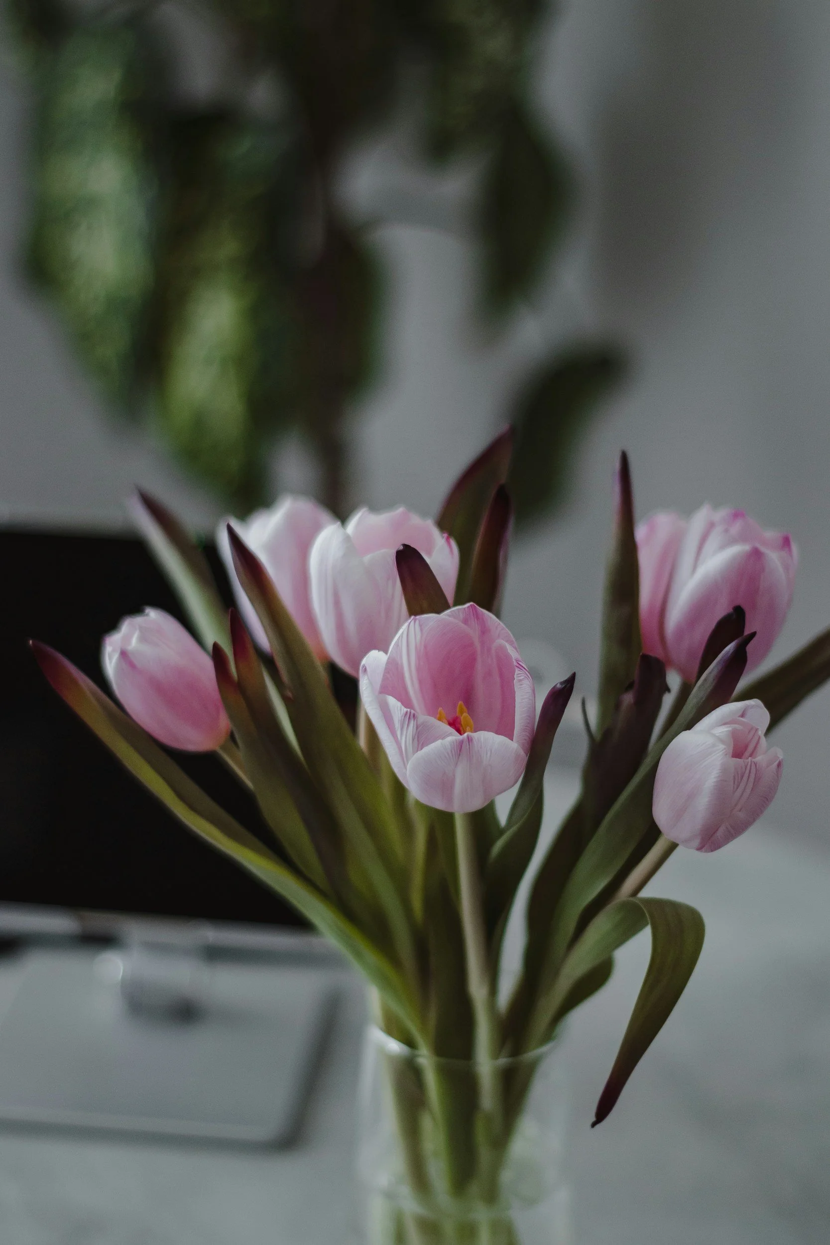 Pink and white tulips with dark centers in a glass vase background blurred.
