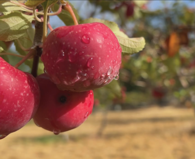 Manton Apple Festival