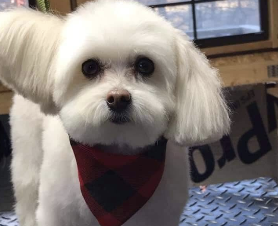 Doggie Barn Pet Grooming
