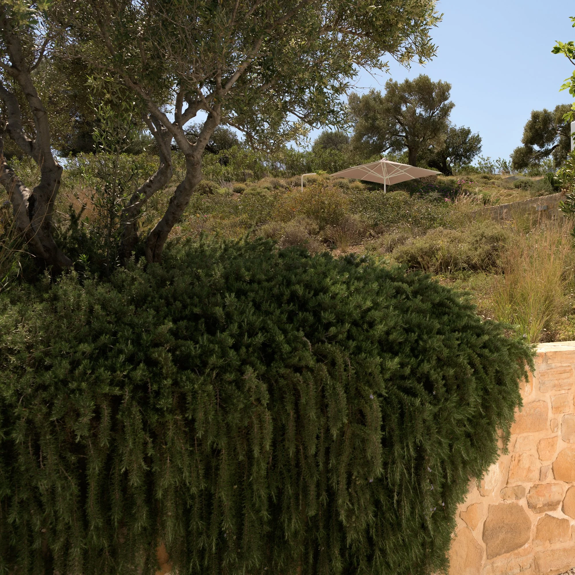 Mediterranean garden landscape with native olive trees and South Crete vegetation.