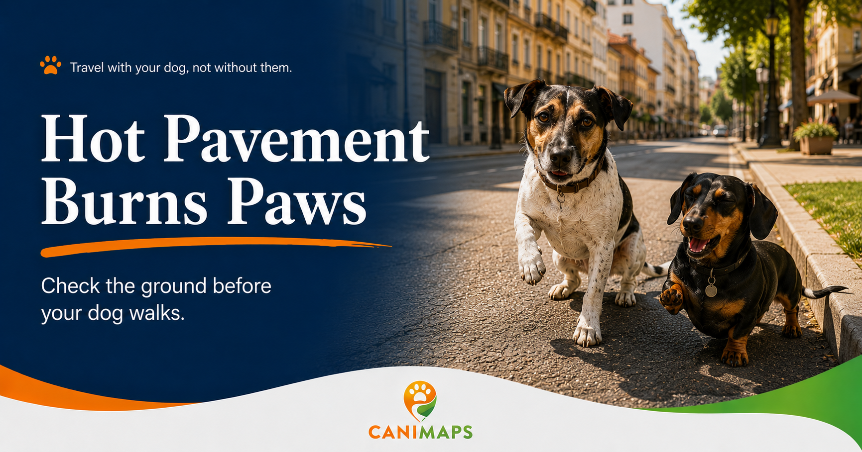 Hot Pavement and Dogs: How to Protect Paws Before Summer Walks