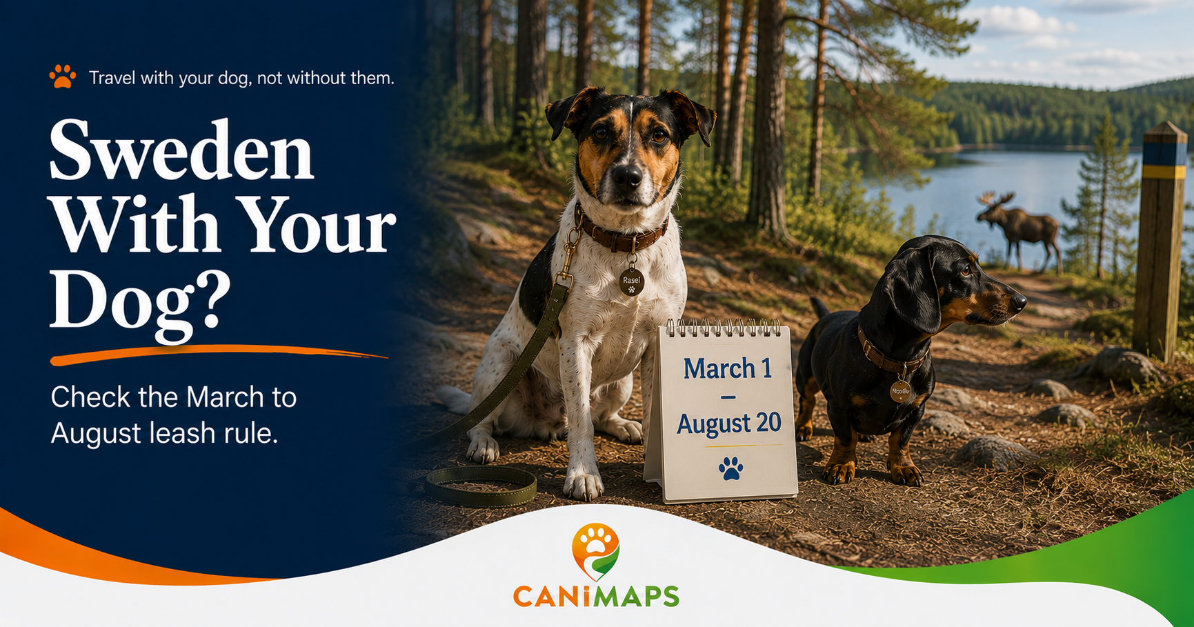 Sweden With a Dog: The March to August Leash Rule Traveler's Miss