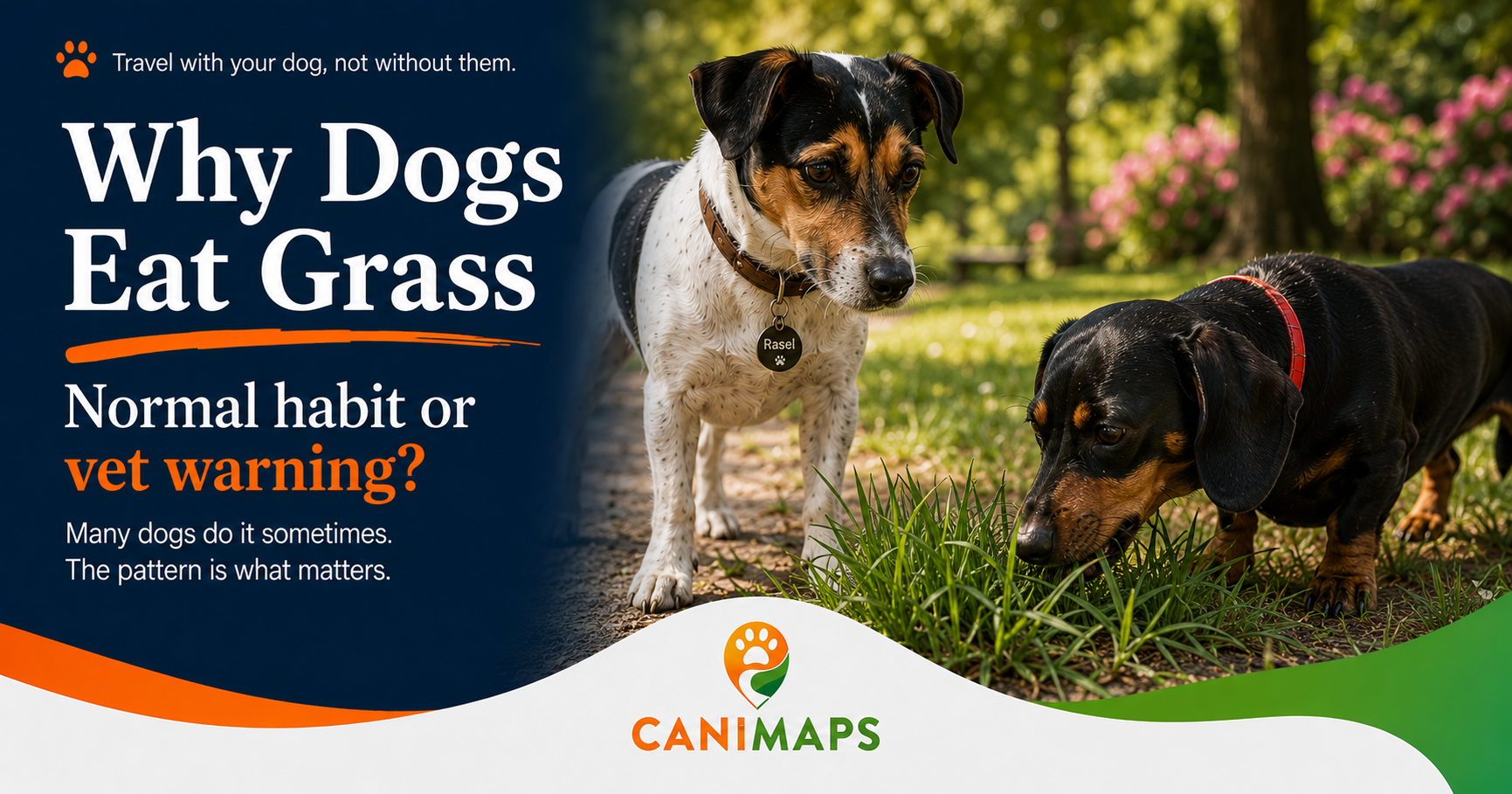 Why Dogs Eat Grass: Normal Habit or Vet Warning?