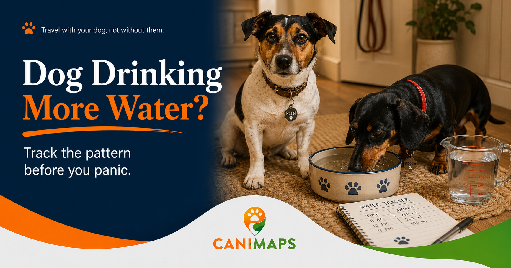 Dog Drinking More Water Than Usual? What to Track Before You Panic