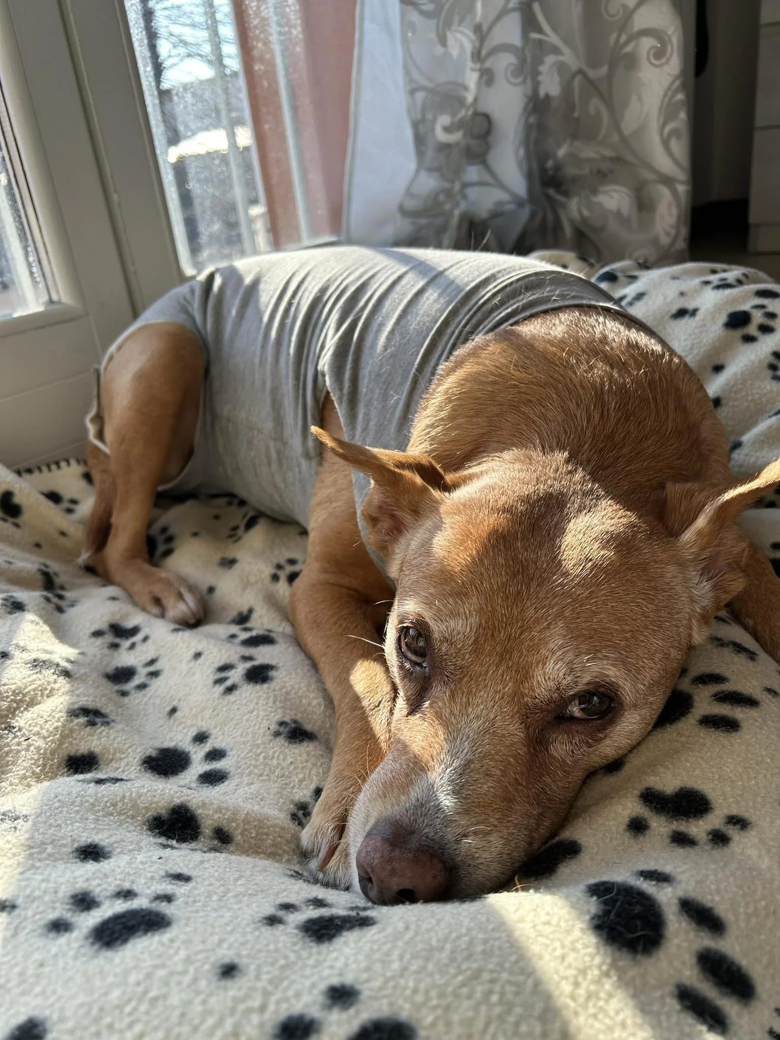 Teach Your Dog to Settle on a Mat Before Café Visits