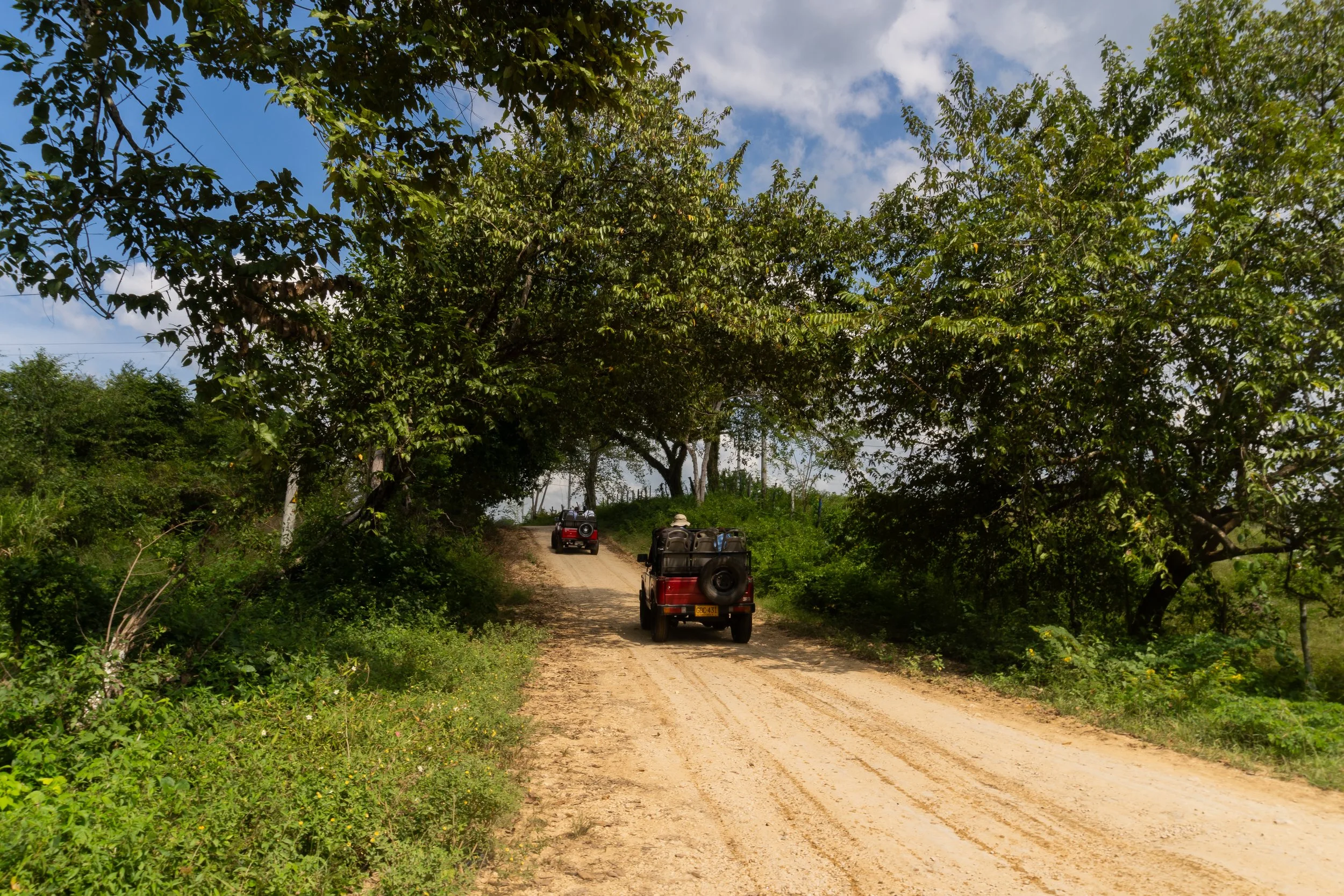 Three vehicles driving on a dirt road through a lush, green forest with tall trees and a partly cloudy sky.