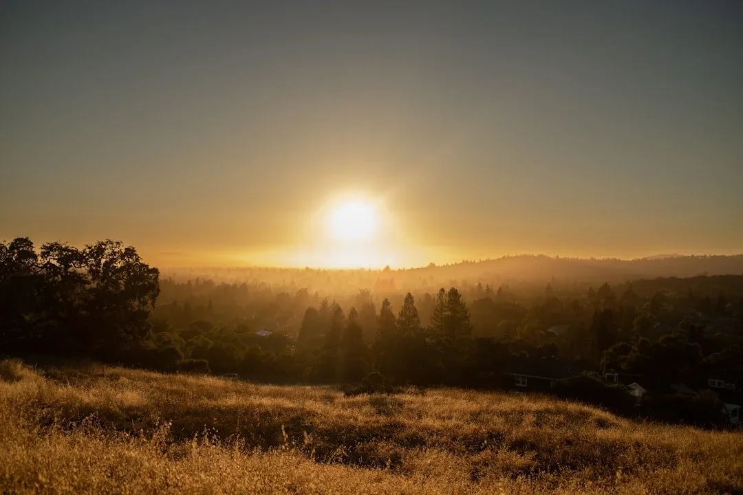 Sunrise over a forested area