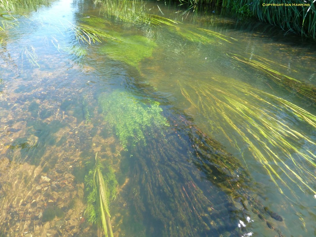 7-macrophytes-july-2016-c_orig.jpeg