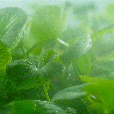 Close-up of green leafy BYYoungPool species of tiger grass by RIMAN with dew drops.