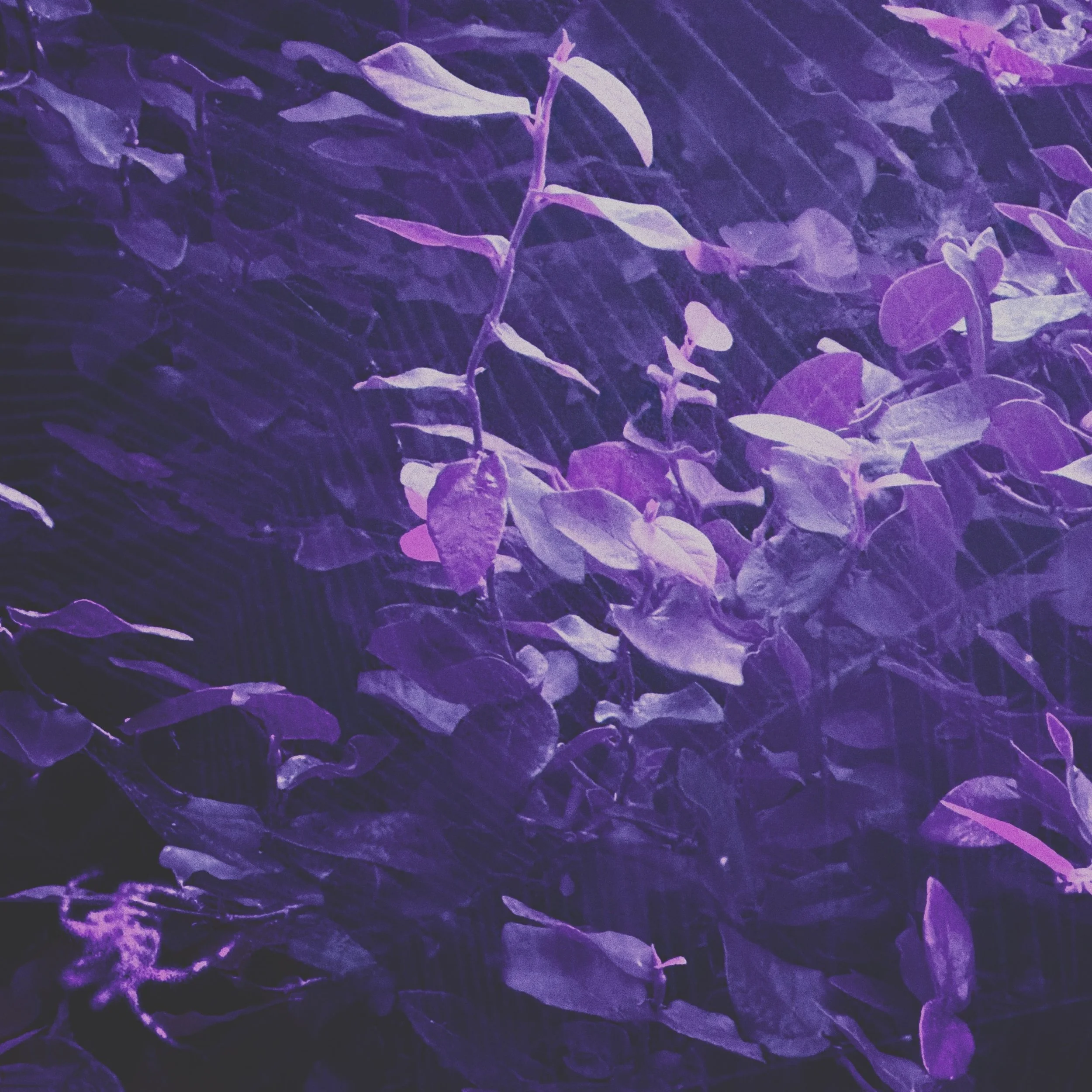 Purple and pink leaves on a branch with a blurred background.