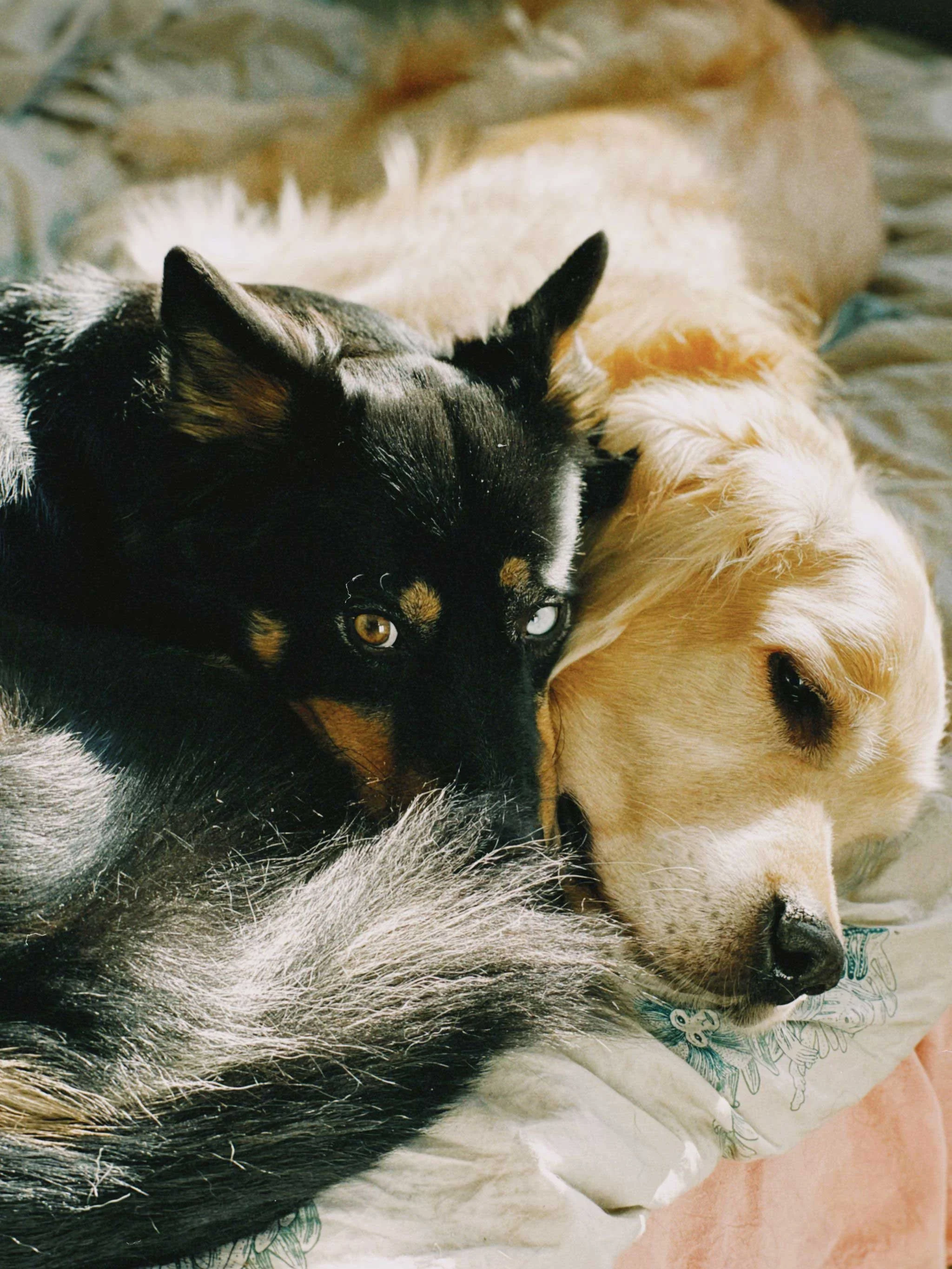 Do Dogs Grieve? How to Help Your Dog After Pet Loss
