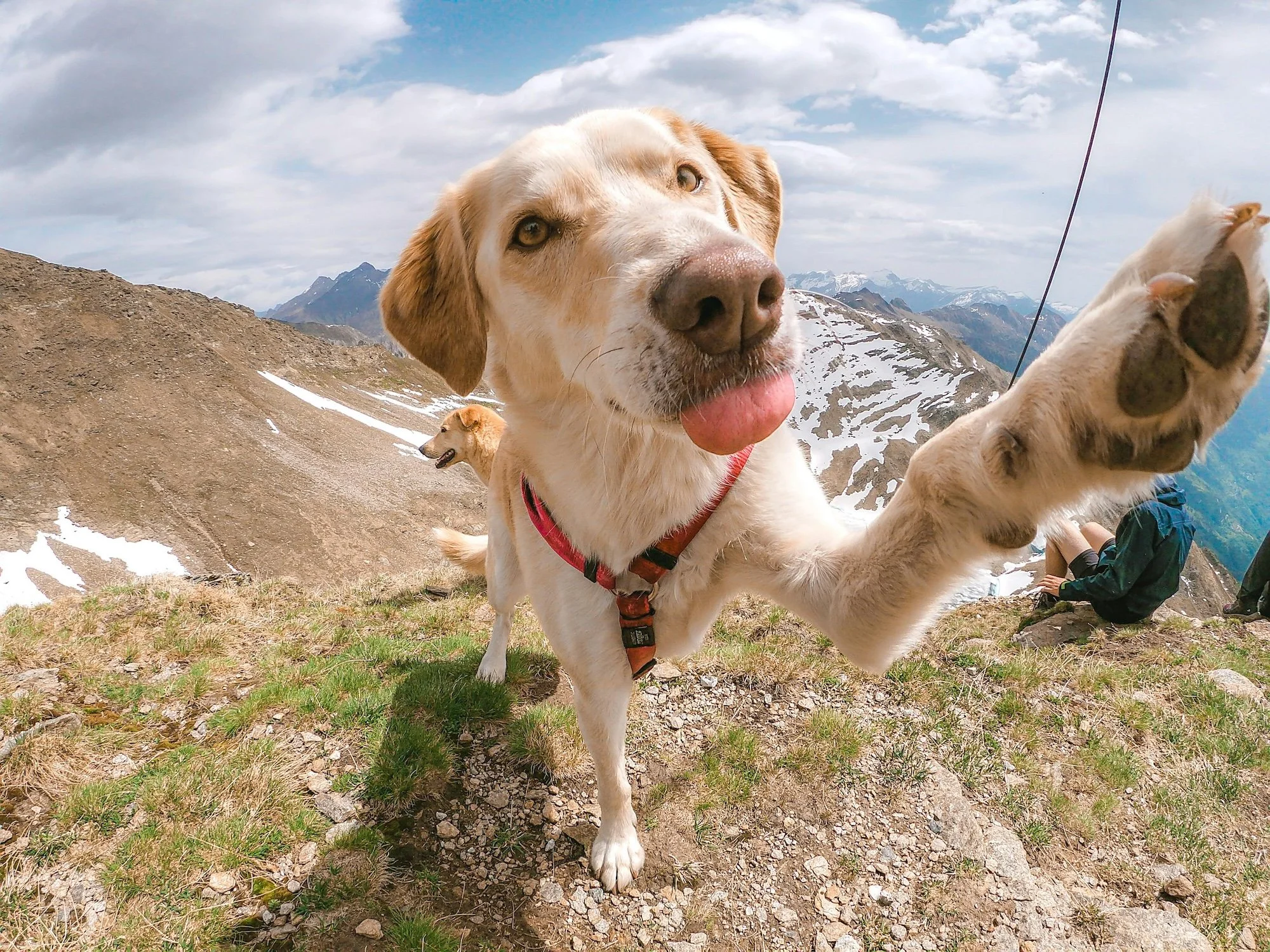 Therapy dog interacting with a client outdoors, representing emotional growth, attachment, and healing through the human-animal bond.