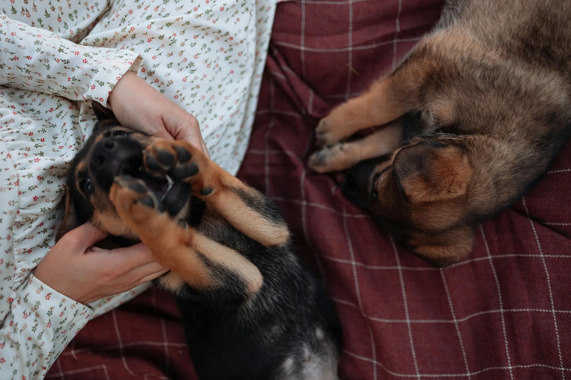 Person cuddling a therapy dog, demonstrating comfort, emotional support, and grounding during animal-assisted therapy.