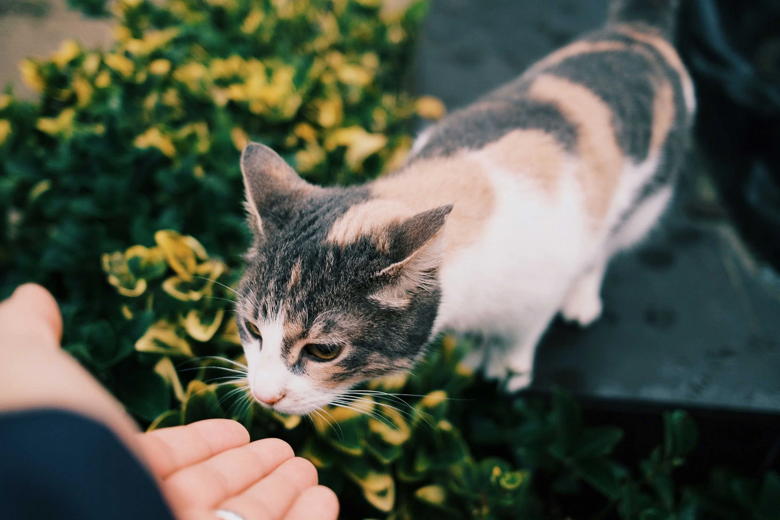 Calico cat gently sniffing an outstretched hand outdoors, representing trust and connection between humans and companion animals.