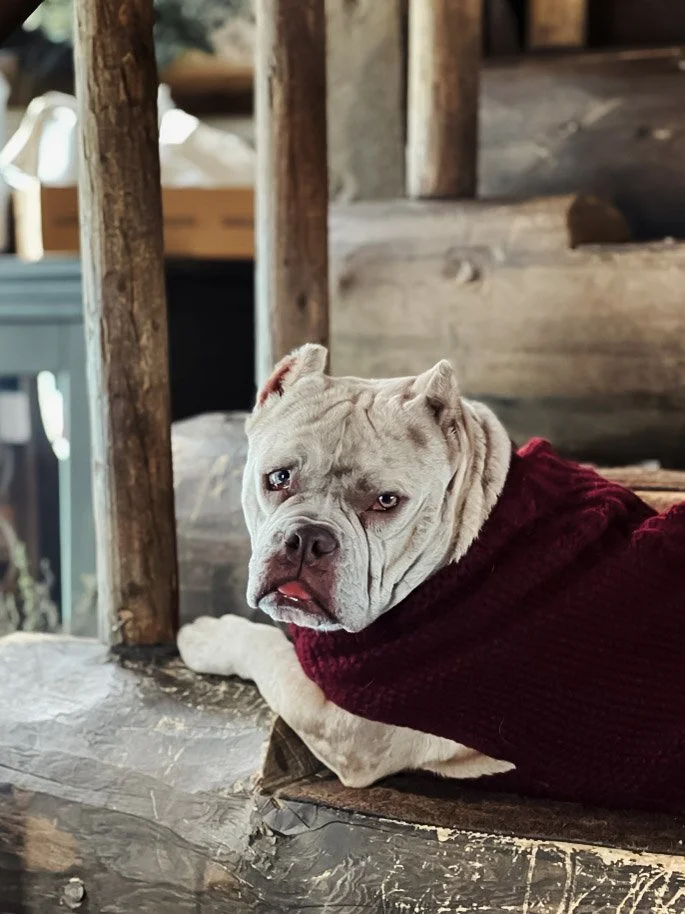 Gallery Image 3: Therapy dog relaxing on a blanket, demonstrating the calm presence animals can bring to counseling.
