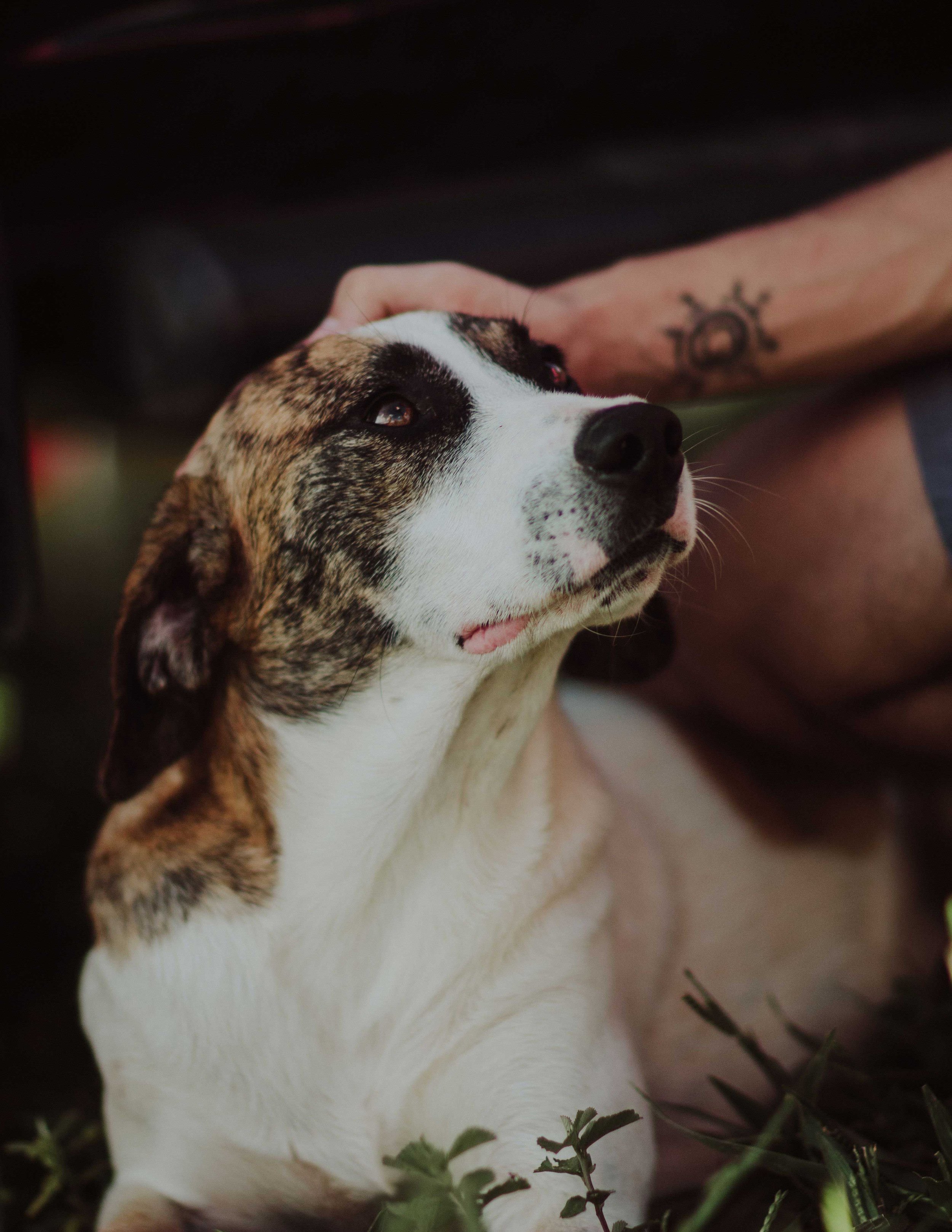 A close-up of a dog with a black nose, white fur with brown and black markings on its face, and its eyes looking upwards. Someone's hand, with a tattoo, is cradling the dog's head. Green leaves and plants are visible in the foreground.