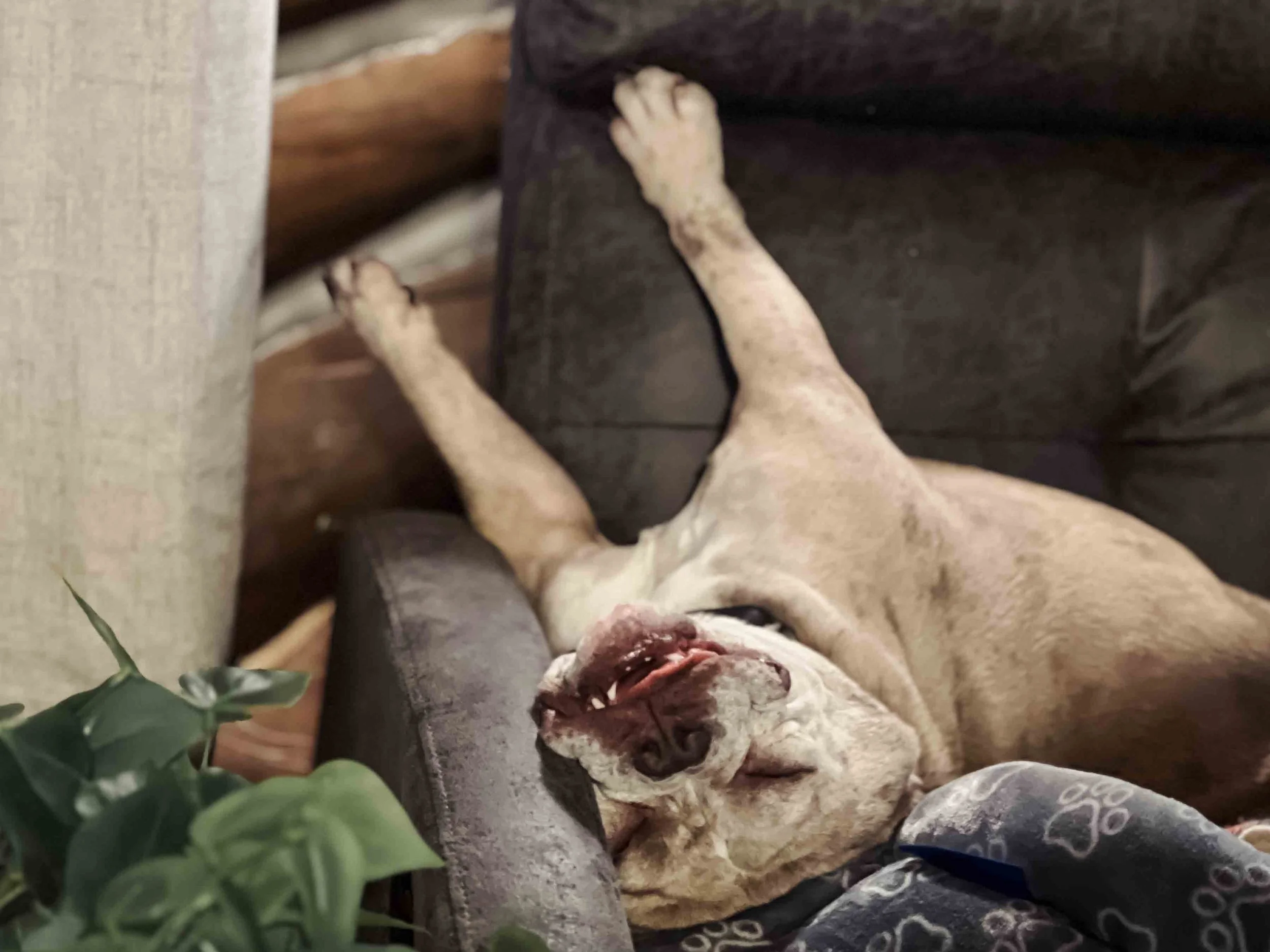 Gallery Image 4: Mama lying on her back with paws in the air, showcasing the playful and comforting nature of therapy dogs.