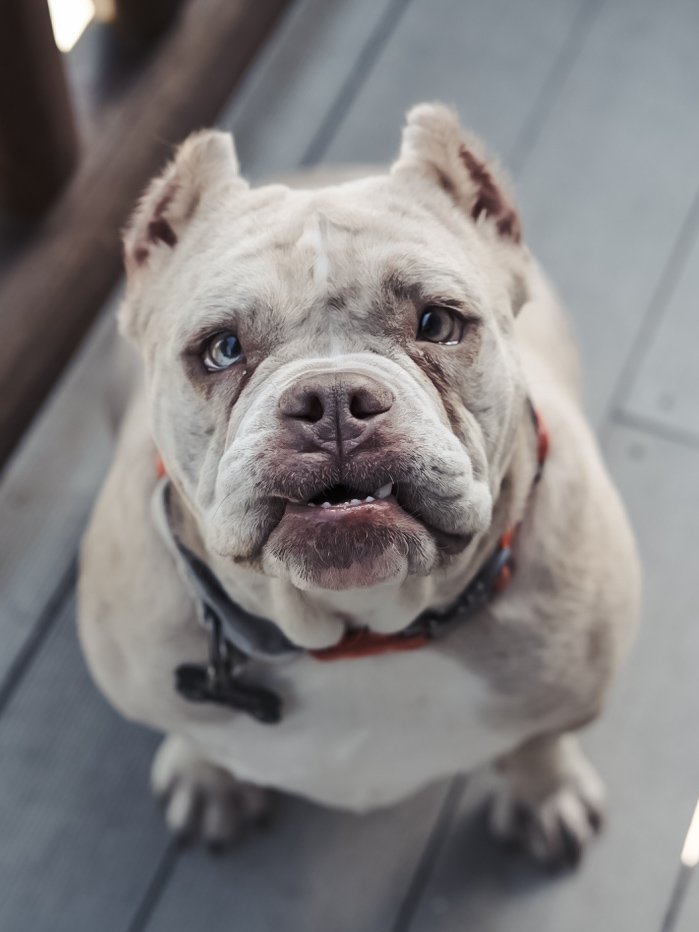 Gallery Image 2: Close-up portrait of Mama, a certified therapy dog supporting canine-integrated therapy sessions.