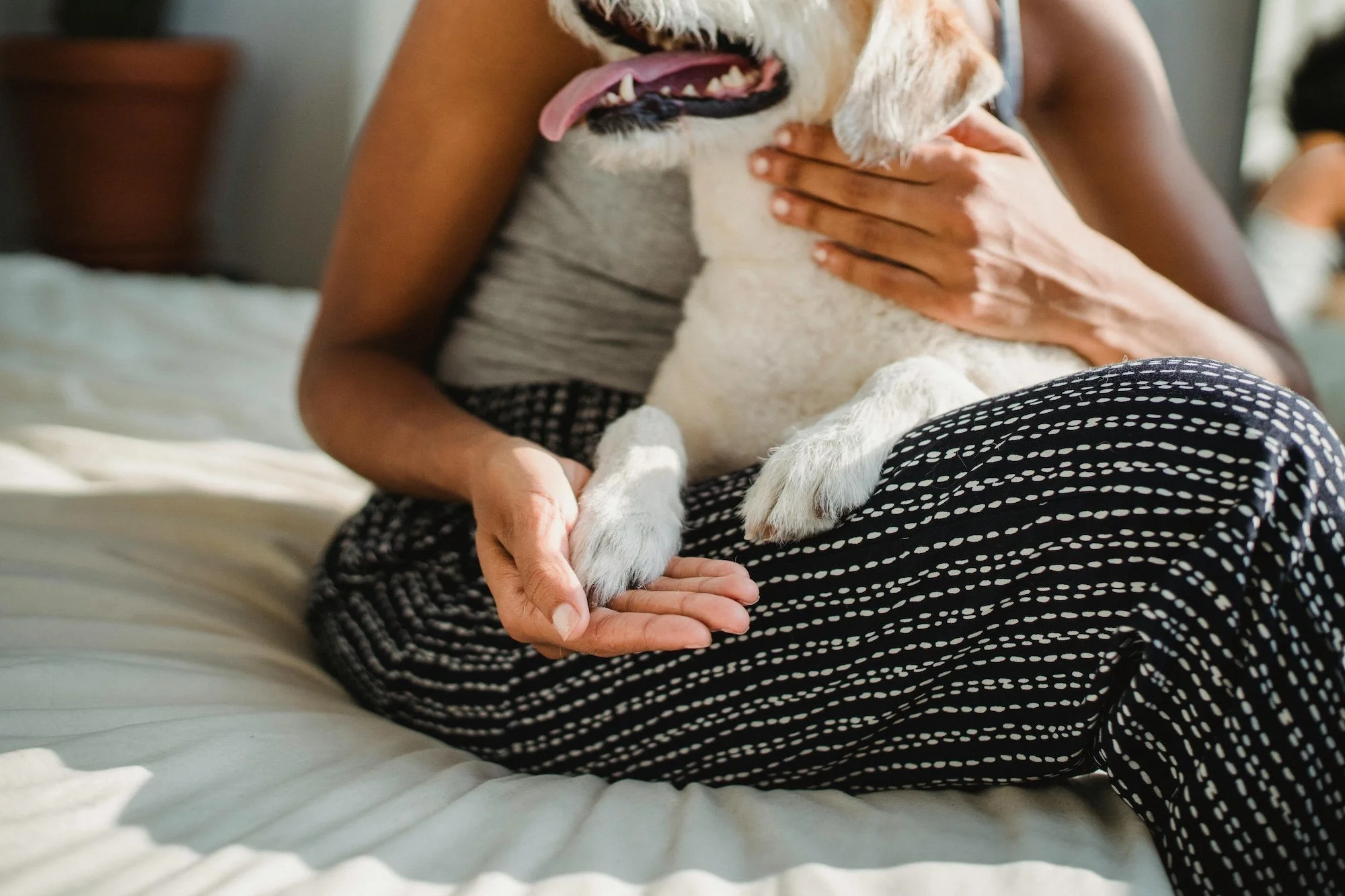 Person holding a therapy dog’s paw during an animal-assisted therapy session, illustrating safety, trust, and emotional connection.