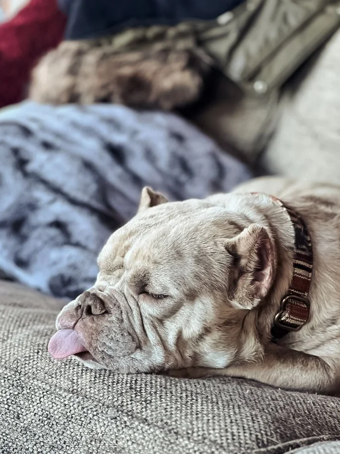 Gallery Image 1: Mama, a trained therapy dog, resting peacefully during an animal-assisted therapy visit.