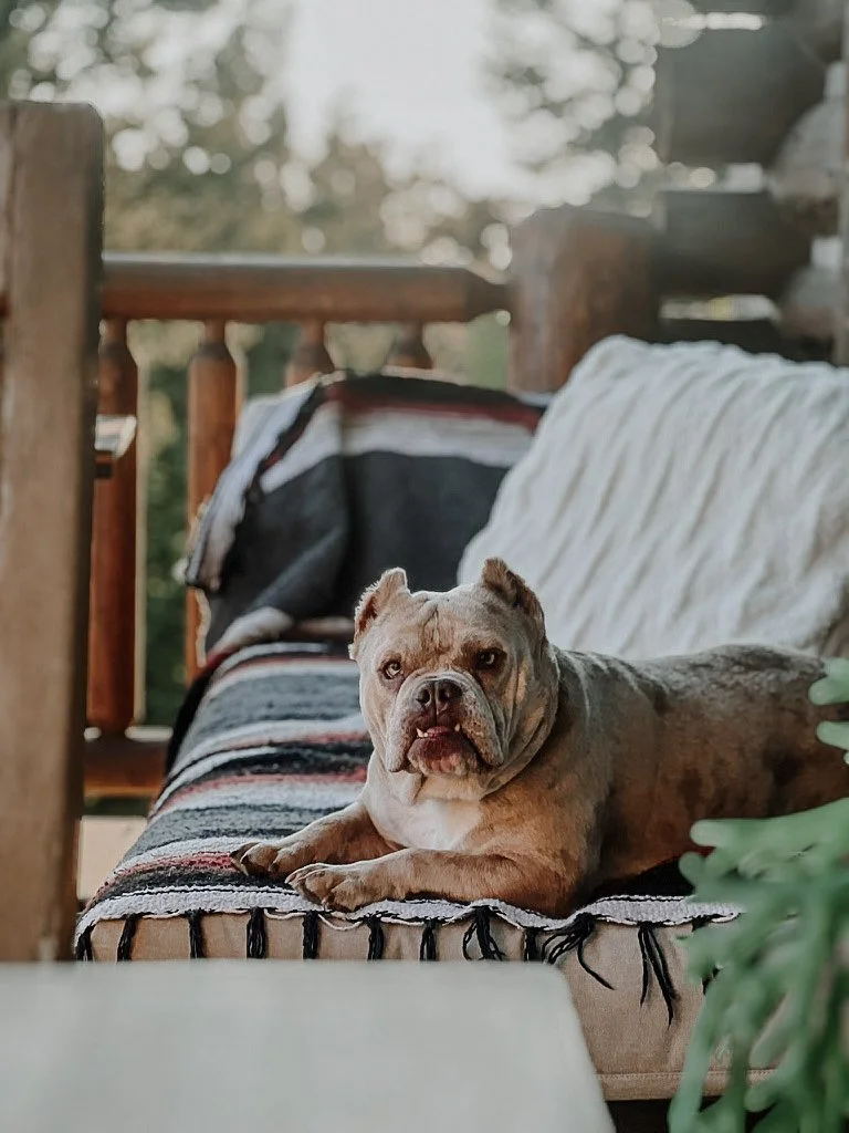 A tan and gray pit bull dog lying on a patterned blanket on a porch sofa, with a white pillow and outdoor scenery in the background.