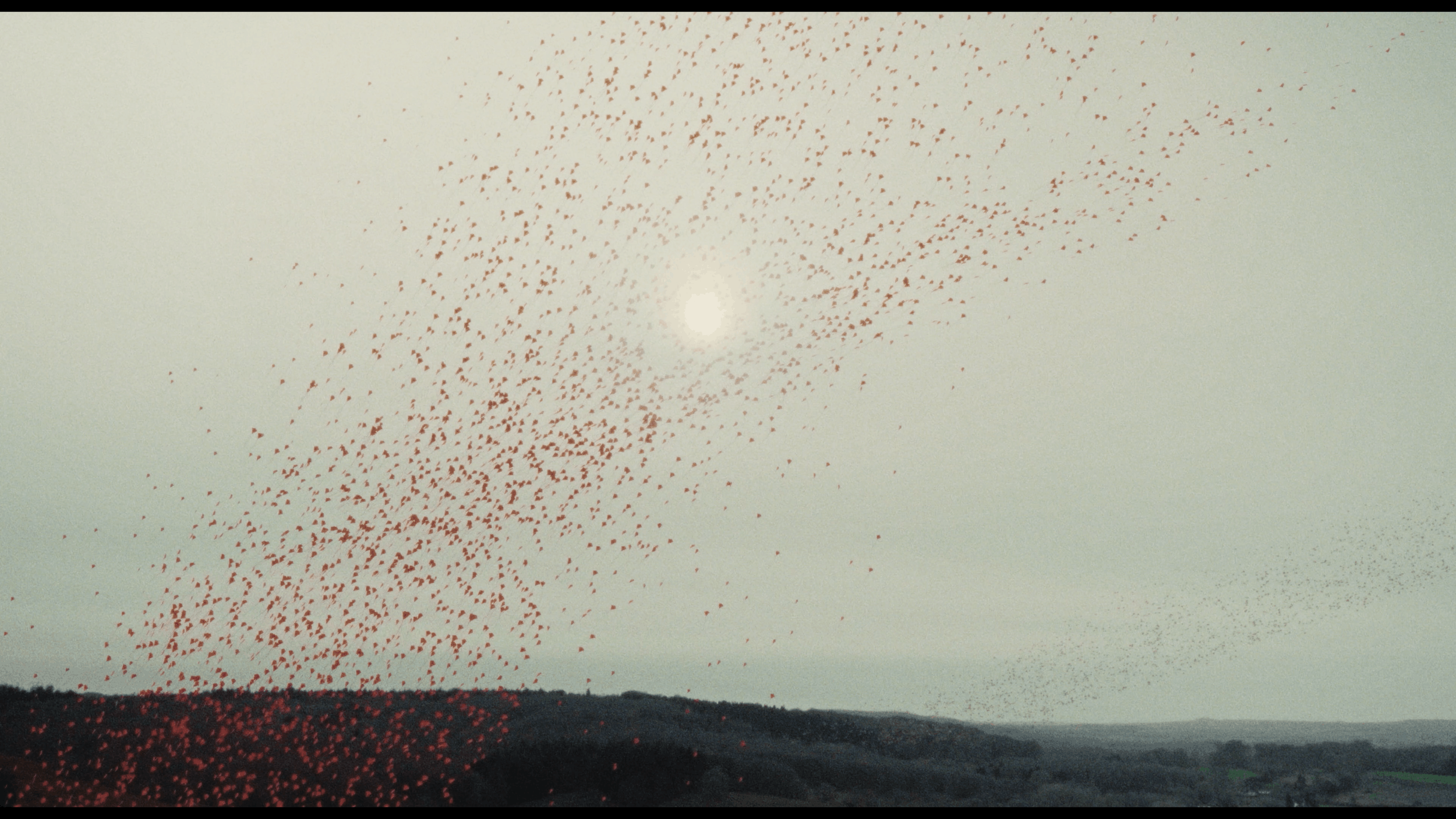 A large flock of birds flying across the sky near the sun, over a landscape with hills or trees.