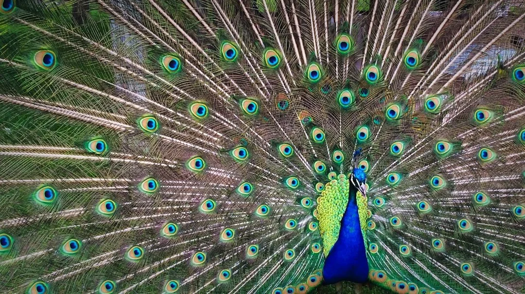 Peacock displaying feathers — a visual metaphor for personal style confidence and self-expression