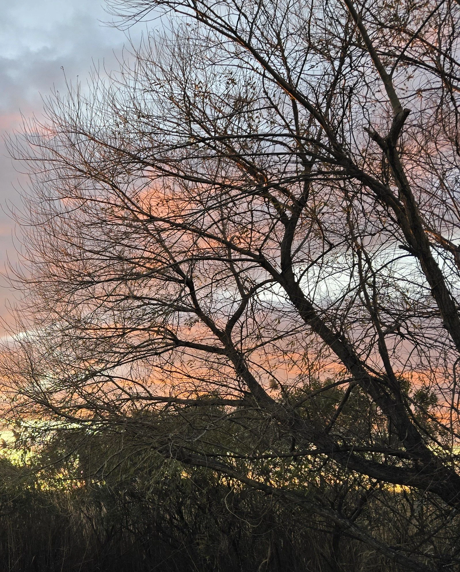 Shinning Through The Trees 1.jpg