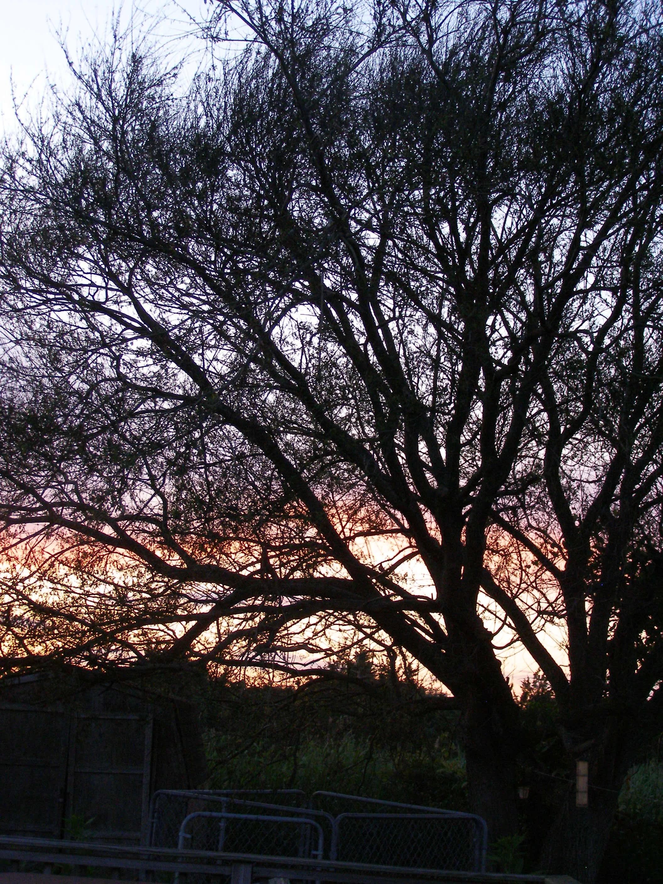 Sunset through the trees.JPG